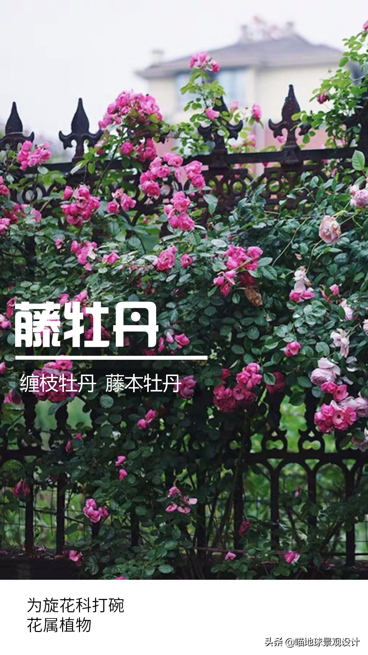 意大利常见的爬藤植物,25种爬藤植物