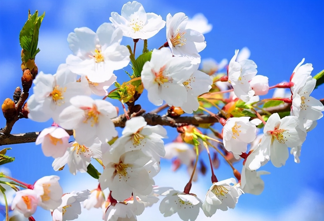 小学描写梨花杏花精彩的作文朗诵,如何写杏花的作文