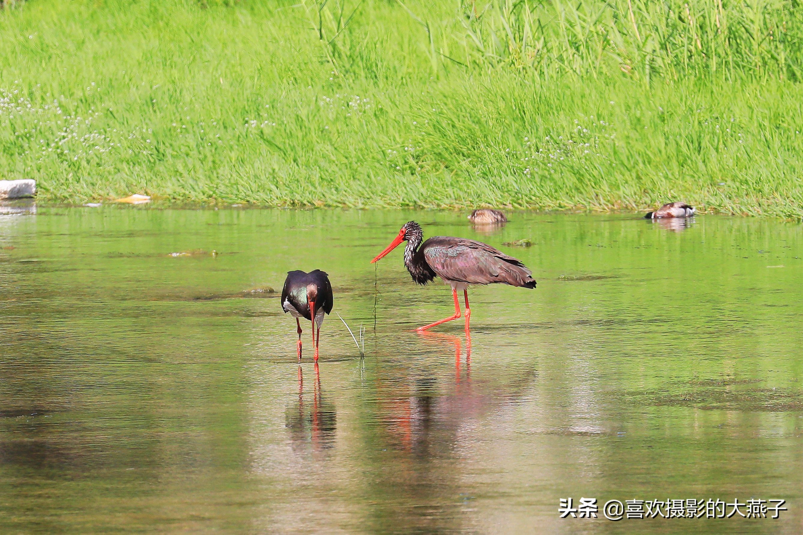 慕名前往十渡黑鹳之乡小有收获