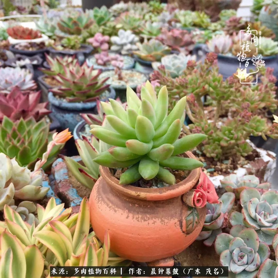 轻轻地告诉你,我的多肉也曾美过,不信你看看