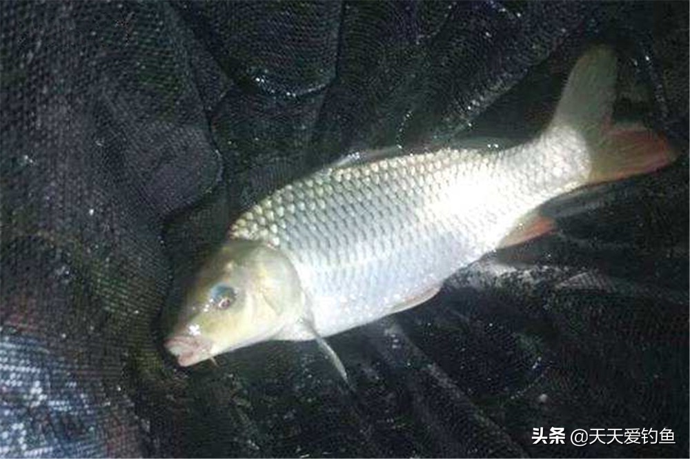 夜钓抗走水夜光浮漂推荐,夜钓光源正确使用方法