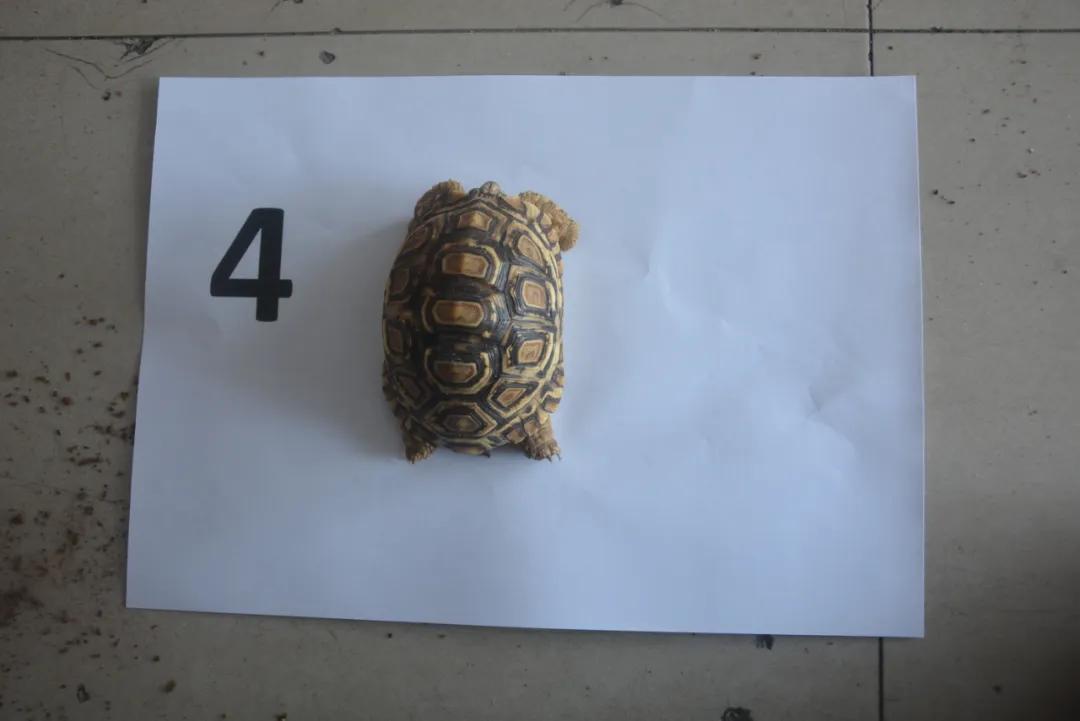 台州宠物龟被抓去哪里了,温岭宠物龟被抓