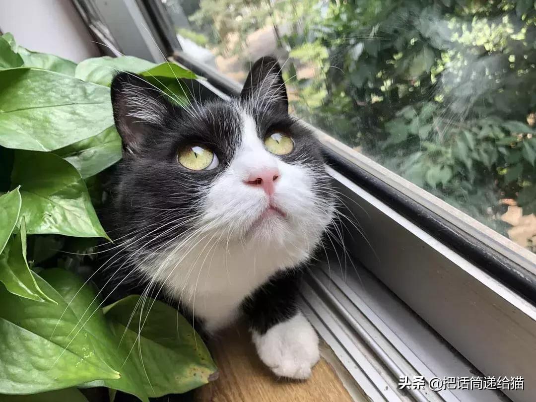 猫故事集,猫故事完整版