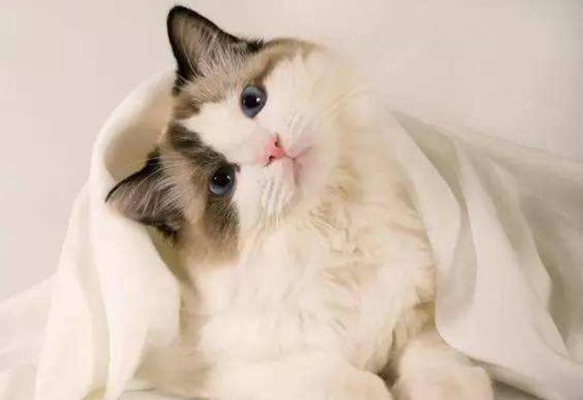 宠物歪头杀什么原因,宠物得了病应该怎样预防