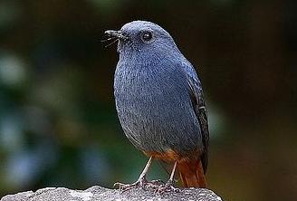 东江揽胜,惠州淡水常见鸟类图谱