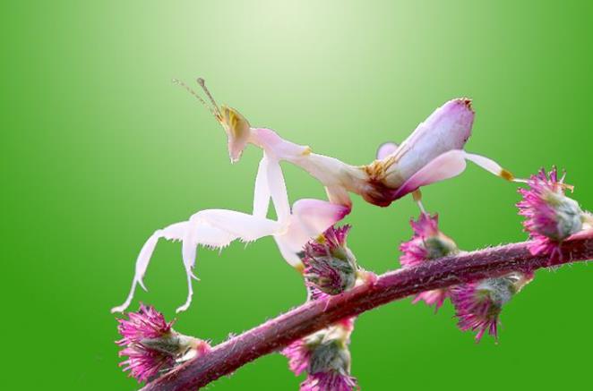 昆虫界战斗力最强的昆虫,谁是昆虫界最厉害的杀手
