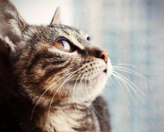 20元土猫,土猫能卖多少钱一只