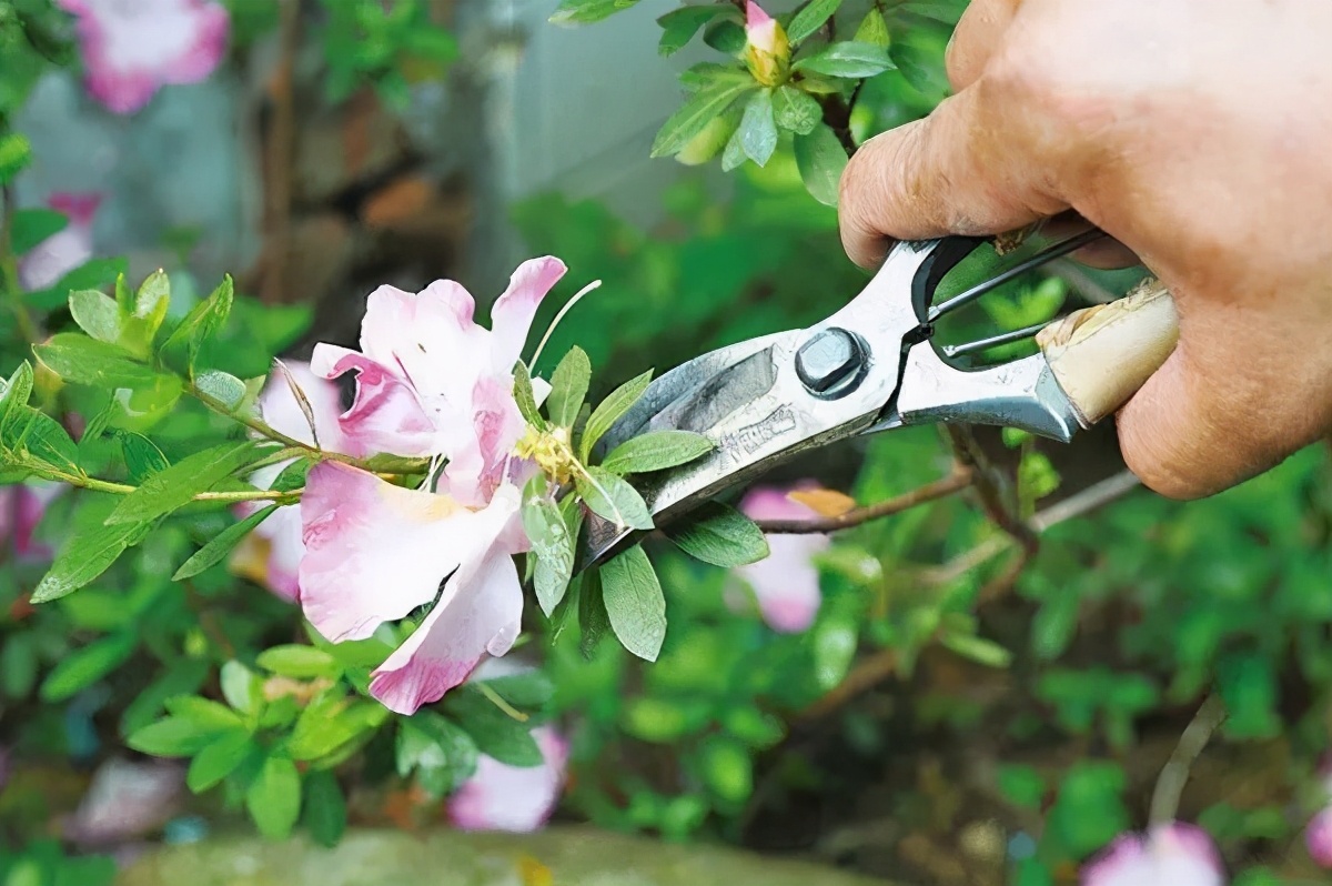 如何对盆景进行正确的修剪,盆景修剪造型入门视频