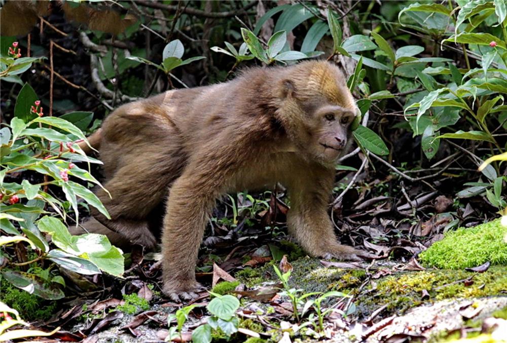 巴松措藏猕猴视频,巴松措猴子