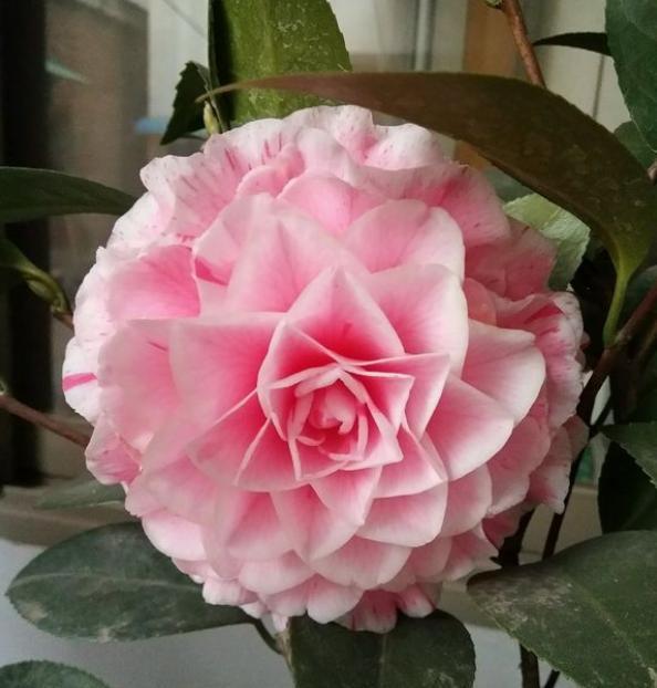 手把手教你养茶花,小花匠养茶花