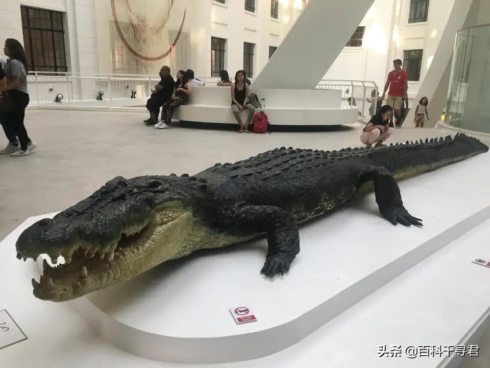 湾鳄洛龙的体型,洛龙是体型最大的鳄鱼吗