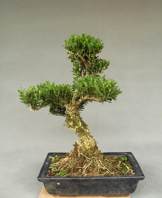 黄杨盆景怎么养5个小知识,详解黄杨盆景养护方法