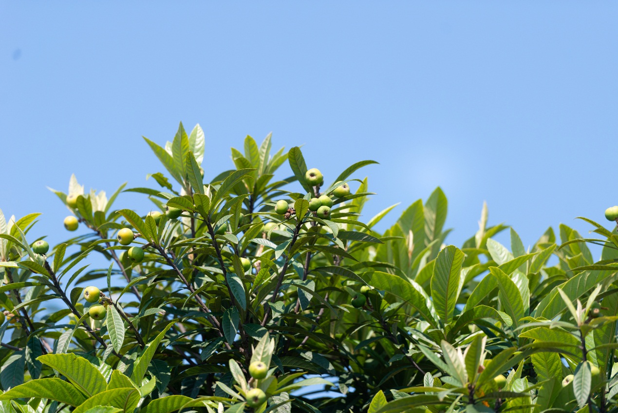 一记红,一记红茶叶