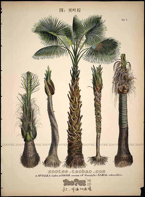 我的爱好之一是的英语,我的爱好之一是弹钢琴用英语怎么说