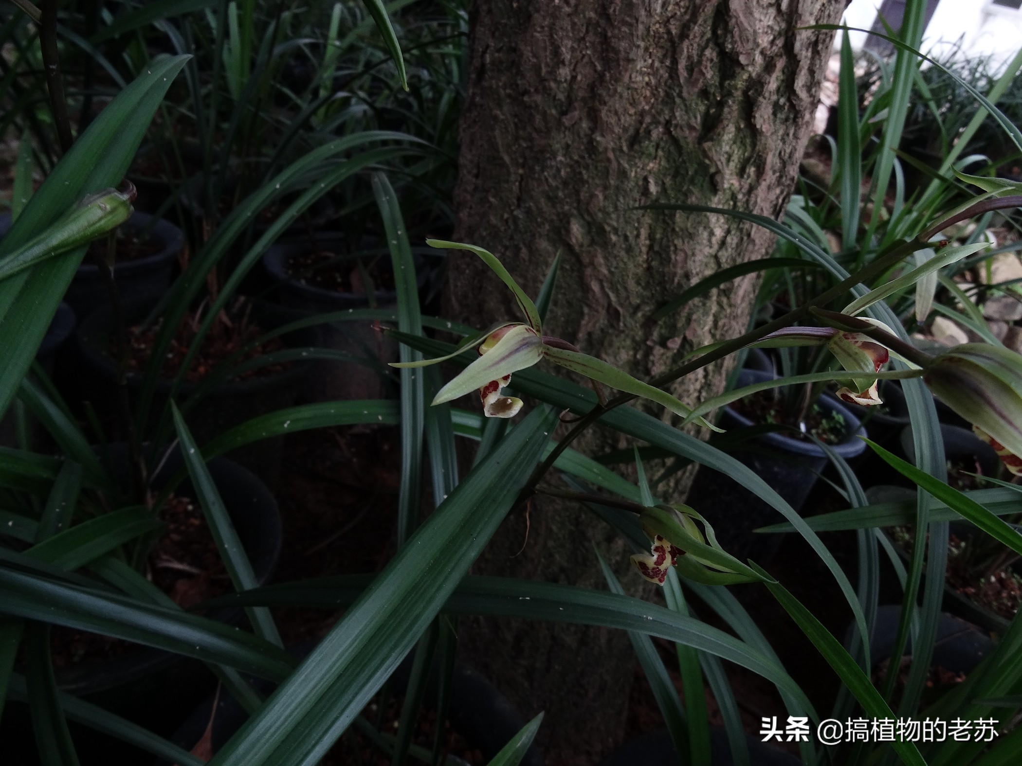 带你看兰花,带你看看蝴蝶兰