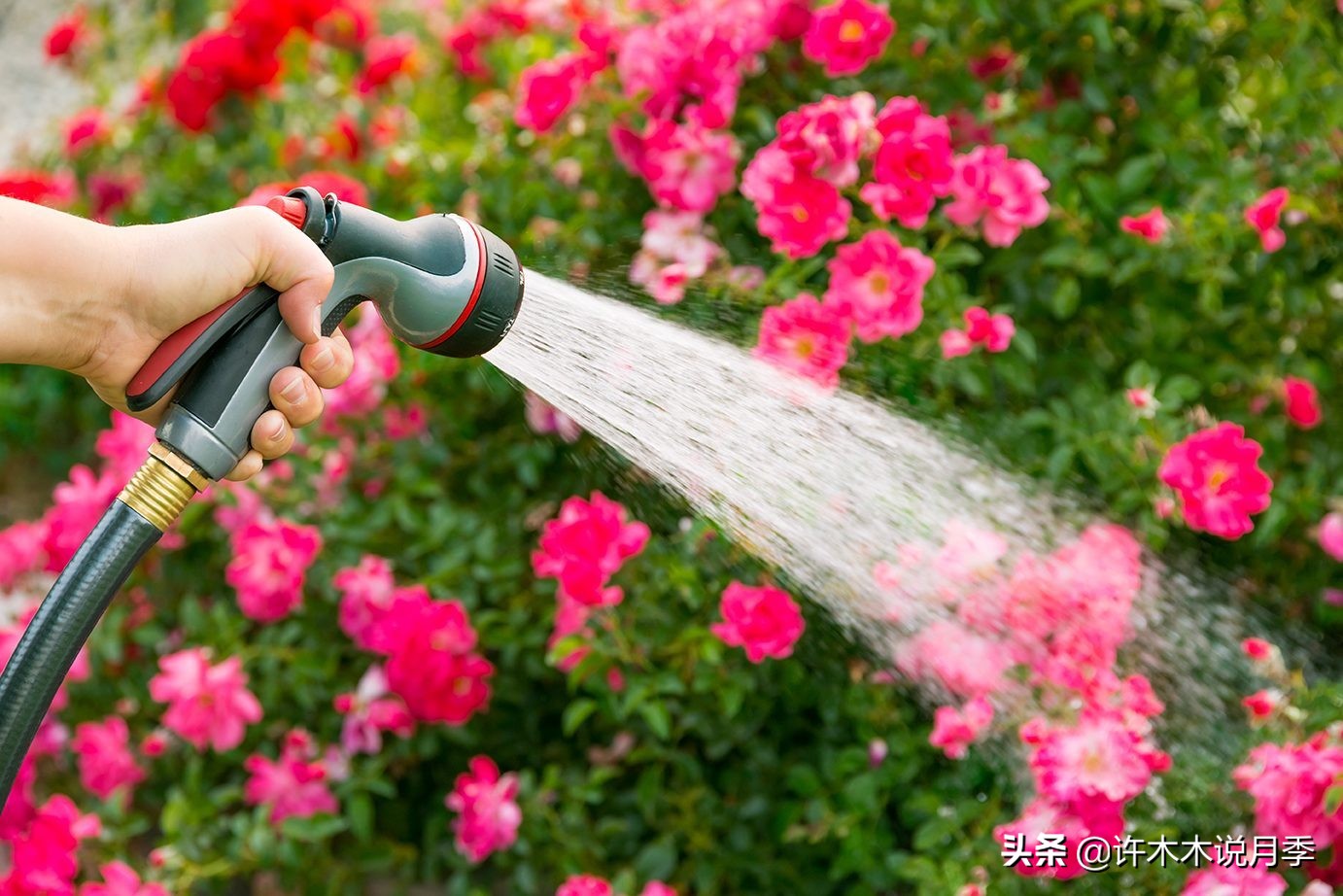 月季扦插长出愈伤组织后多久生根,如何判断月季是根瘤还是愈合组织