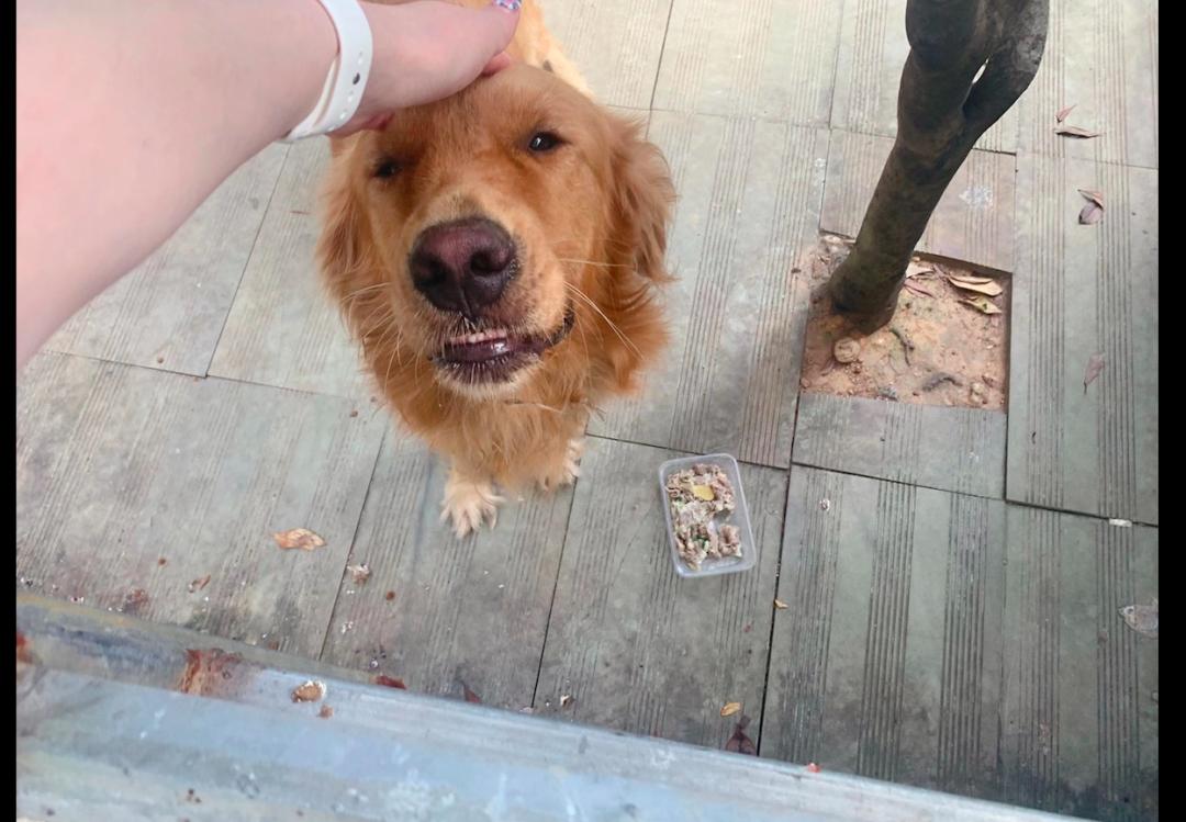 金毛家猫和流浪猫,金毛养了一只流浪猫