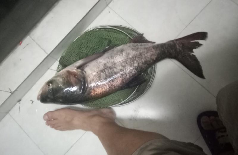 钓鲢鳙灯笼漂调漂详细教程,钓鲢鳙的调漂正确方法与步骤图解