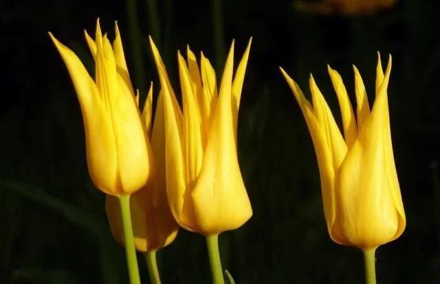 十二星座智商排名射手,12星座射手最聪明