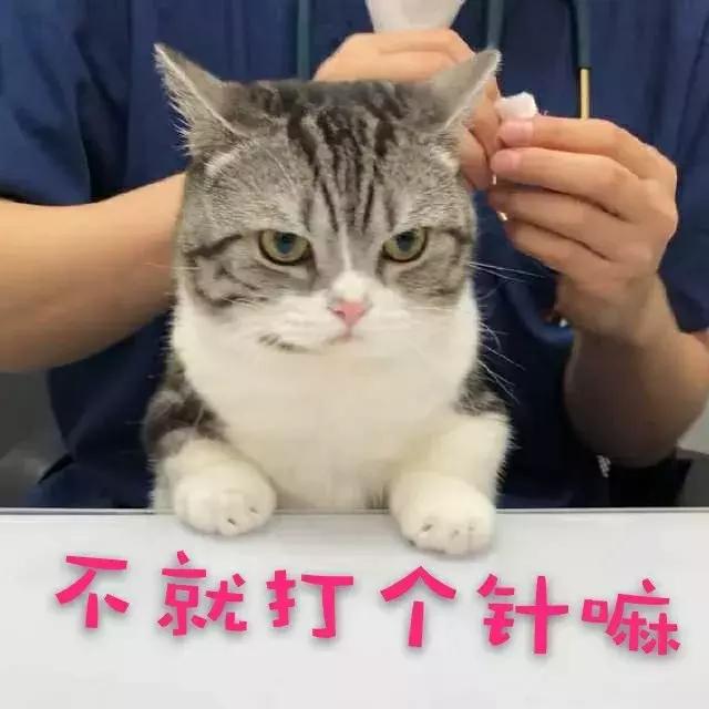 猫咪疫苗怎么打腿上,猫咪疫苗怎么打尾巴