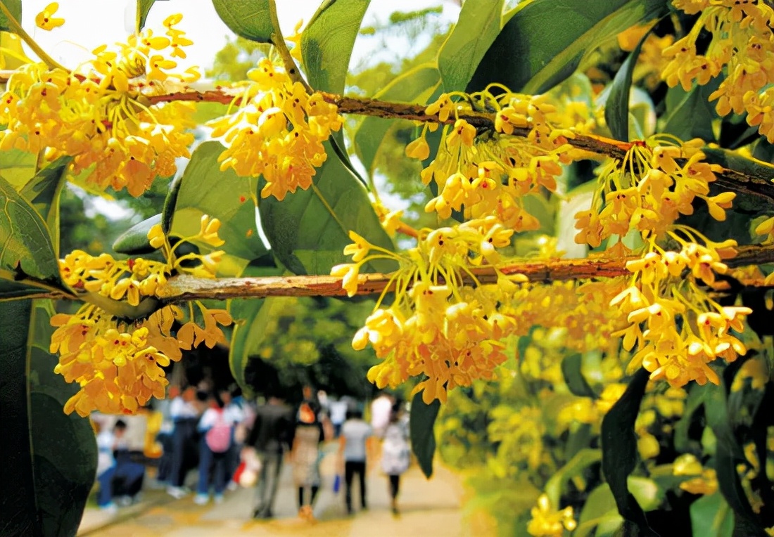 遇间播报|秋风拂杭州,阵阵桂香,满觉陇寻闲适,竟在山舍