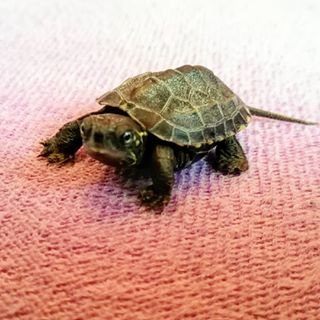 新手养龟最好养哪几种龟,如何分别浅养龟和深养龟