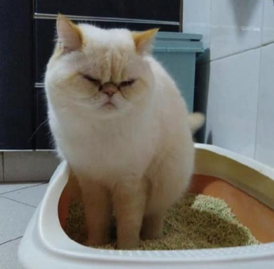 猫咪便秘大便带血,猫咪拉不出屎怎么快速解决