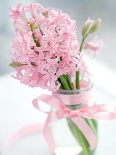 风信子花养护管理,风信子养护温度