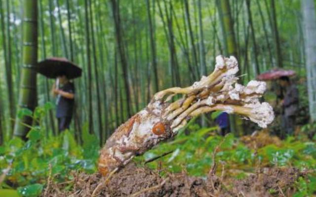 被称为南方的冬虫夏草金蝉花,金蝉花媲美虫草