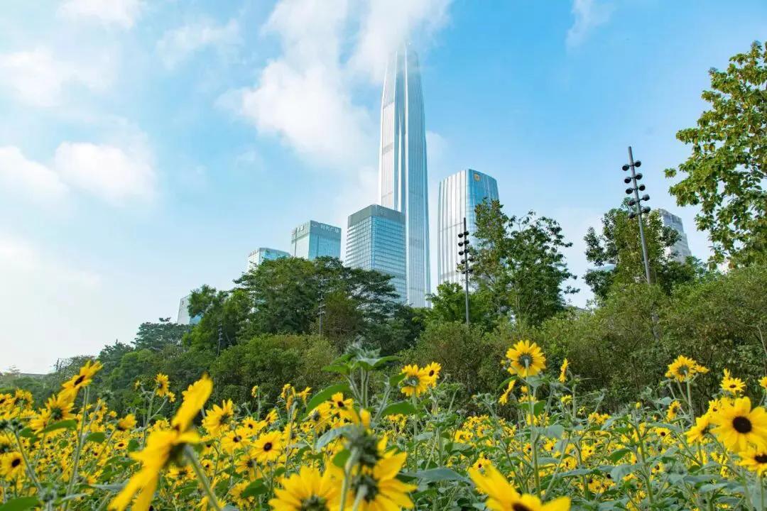 深圳花海公园推荐景点有哪些,深圳花海公园地址在哪里