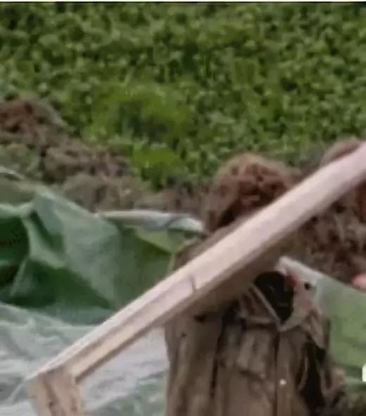 真正的好父母教会孩子做家务,优秀的父母让孩子觉得自己好