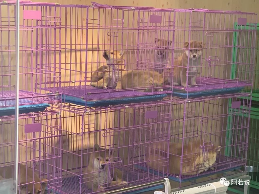 揭秘非法贩猫产业链,揭秘行业秘密