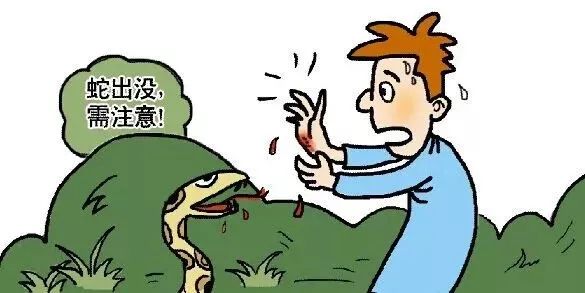 野外遇见巨型眼镜王蛇,近两米长眼镜王蛇