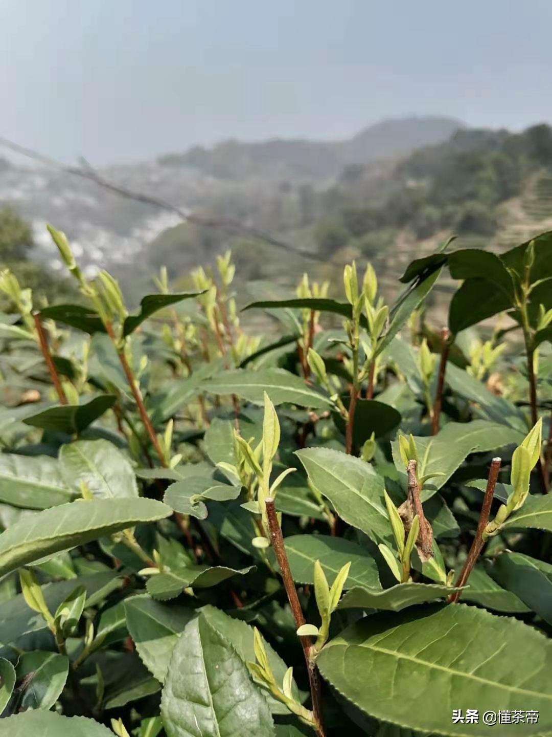 西湖龙井最全知识点,西湖龙井知识点大全