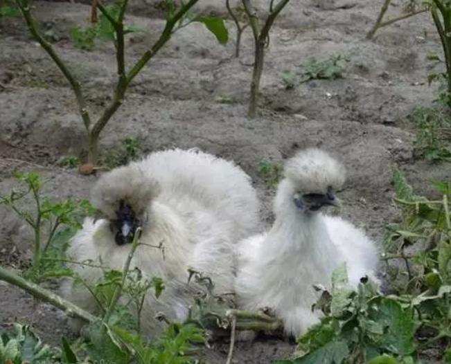 白羽鸡怎样养是最好的,林下养白羽乌骨鸡养殖技术