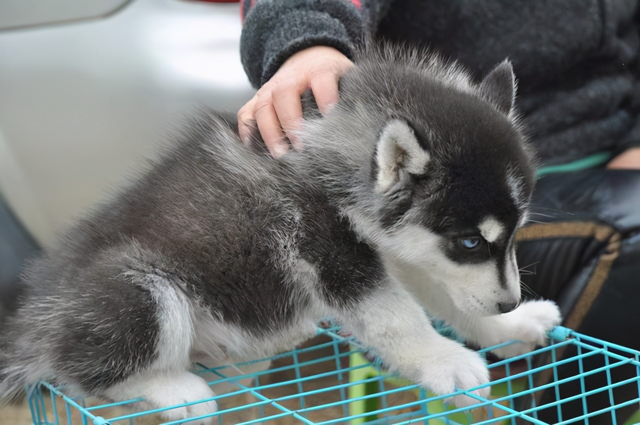 哈士奇经常呕吐怎么办,哈士奇幼犬拉稀呕吐怎么办