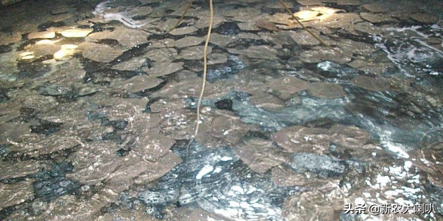 多宝鱼病怎么治疗,多宝鱼黑斑病怎么治疗