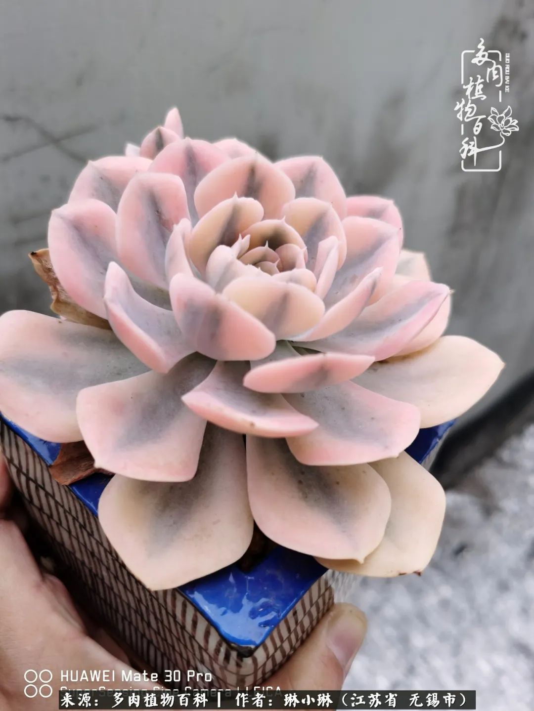 又到多肉变美时，一切都鼓励我积极向前