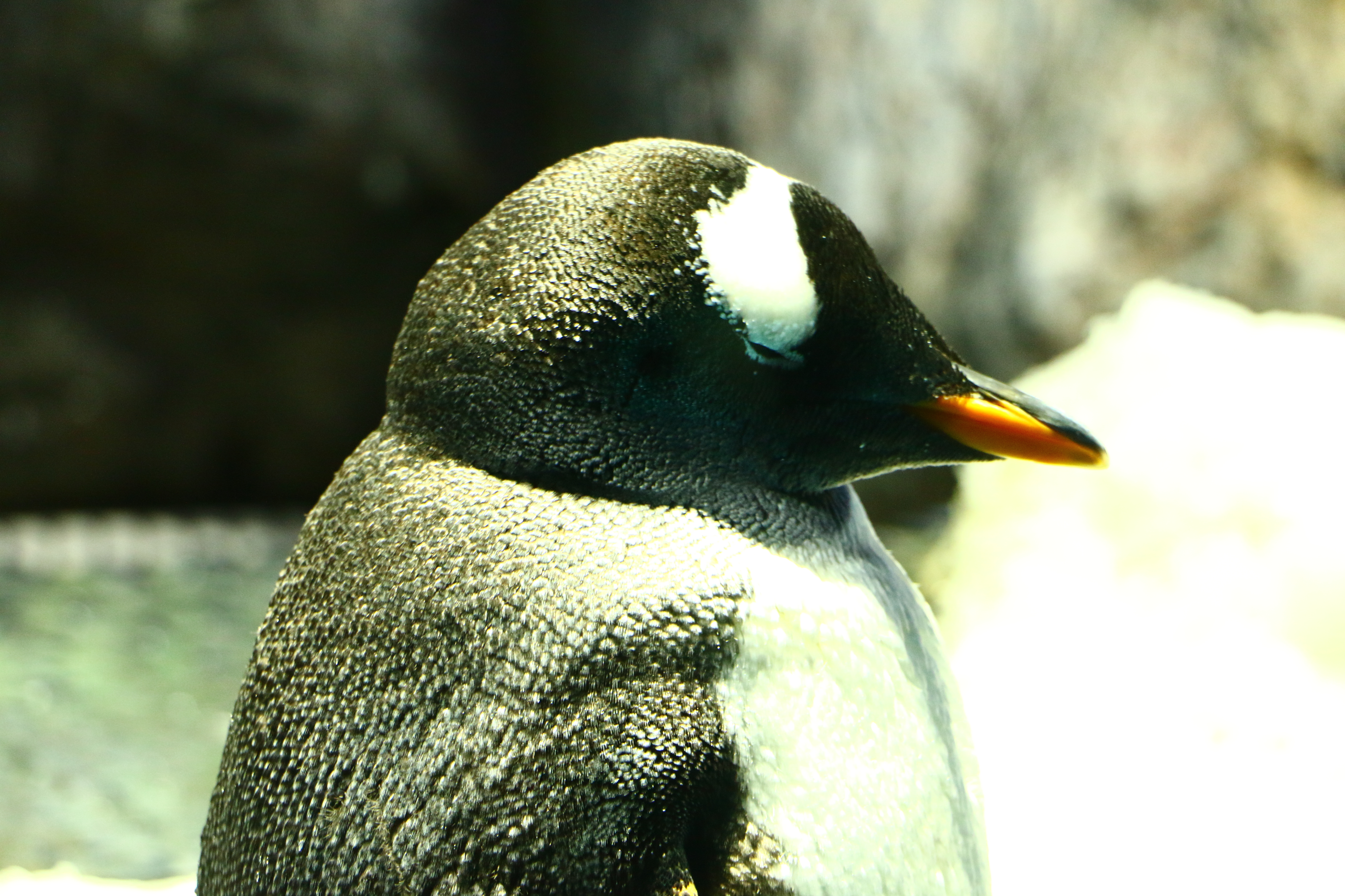 日本奈良自由行详细攻略,日本大阪京都自由行路线