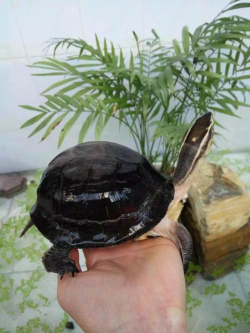 水陆两栖龟选什么龟,水陆两栖龟陆龟怎么区别