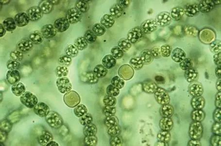 鱼类水产养殖需要哪些藻类,水产养殖显微镜下各种藻类