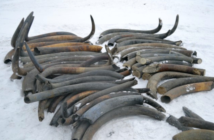 猛犸象牙携带远古病毒,猛犸象牙有远古病毒吗