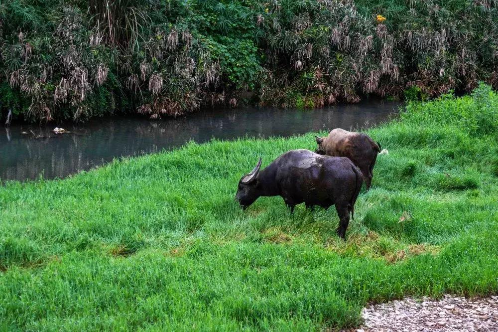 西昌市楠溪客栈民宿,温州楠溪月溪壹号民宿