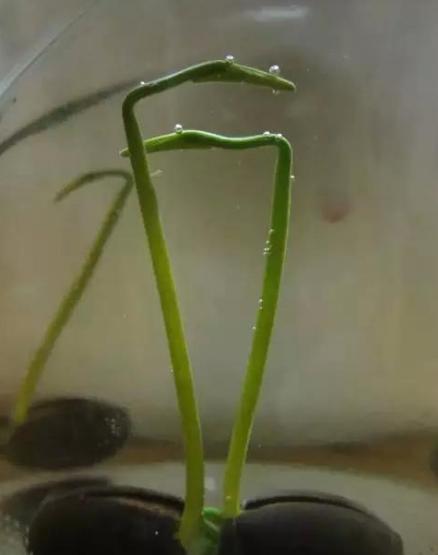 带芯的干莲子可以种出来莲花么,一颗莲子