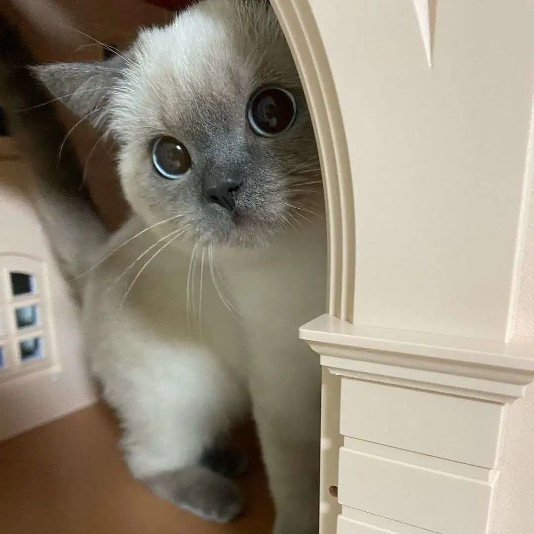 煤老板爆红完整版,煤老板ins