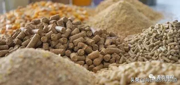 「猪病防治」新玉米来了，养殖不脱霉，最后都是赔