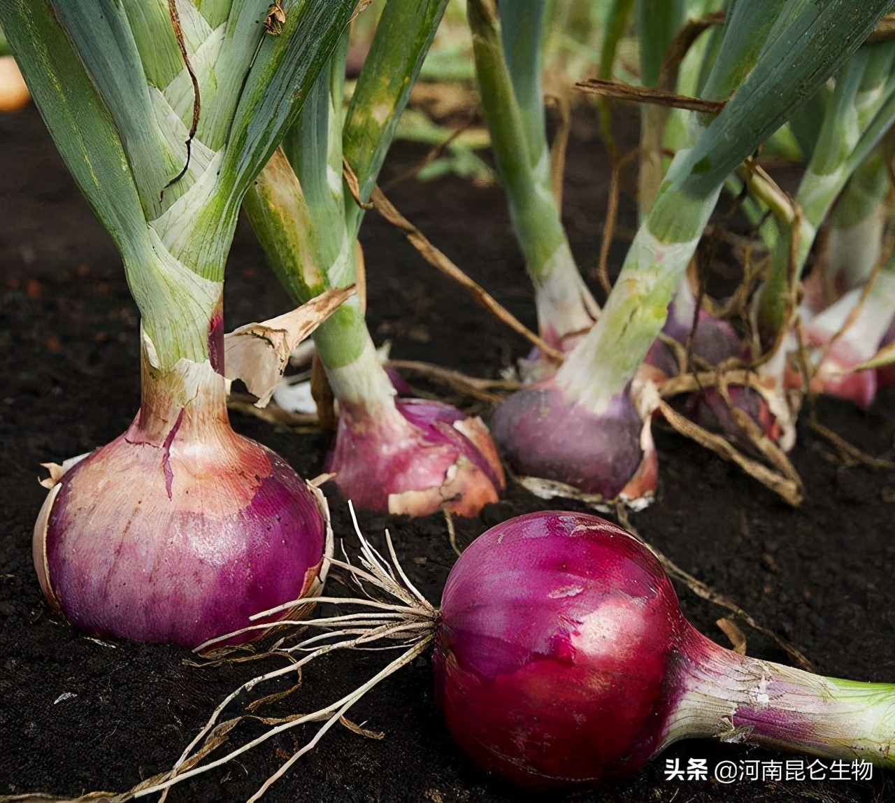 洋葱苗烂根怎么防治,洋葱重茬用什么方法来解决