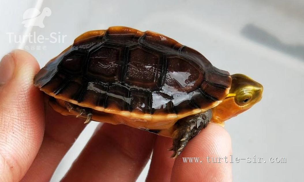 养小乌龟如何选龟粮,10元买了一只乌龟怎么养