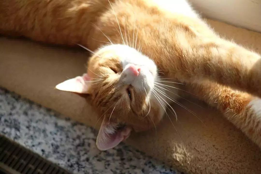 冬天如何正确的给猫咪保暖,冬季怎么给猫咪保暖