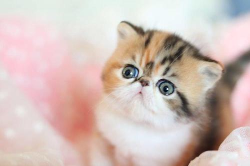 dog是不是狗的意思,dog是狗还是老鼠